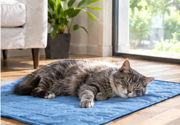 Grey cat sleeping on the Arctic Freeze Mat