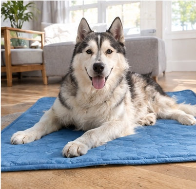 Husky lying on the Arctic Freeze Mat